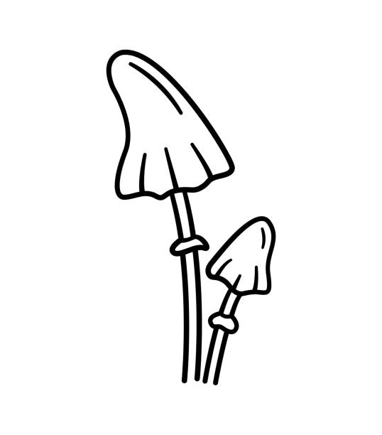 jedovaté houby. ručně kreslené ikony náčrtů lesních rostlin. amanita virosa. botanická izolovaná vektorová ilustrace ve stylu čmáranice. - smrtící injekce stock ilustrace