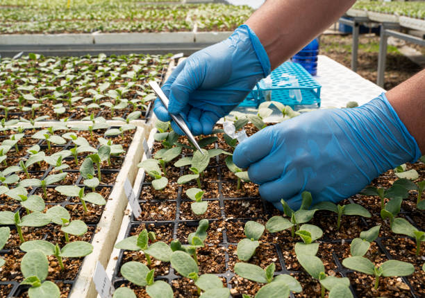 agronom nimmt proben von pflanzen im gewächshaus mit pinzette - agriculture greenhouse research science stock-fotos und bilder