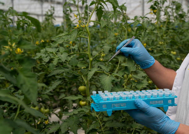 족집게로 온실에있는 식물에서 샘플을 채취하는 농업 경제학자 - agriculture research science biology 뉴스 사진 이미지