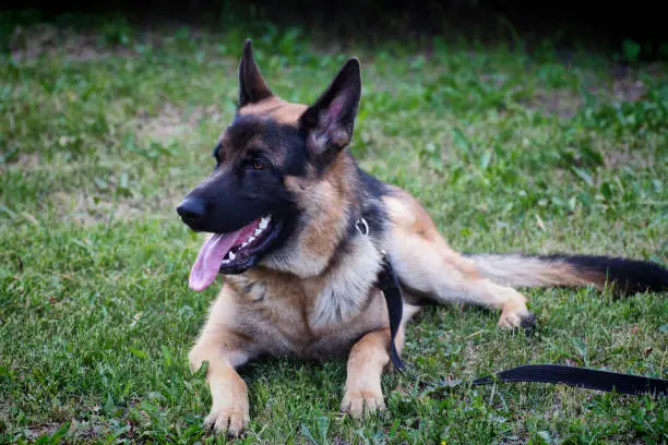 Photo of A German Shepherd dog rests on the green grass in summer