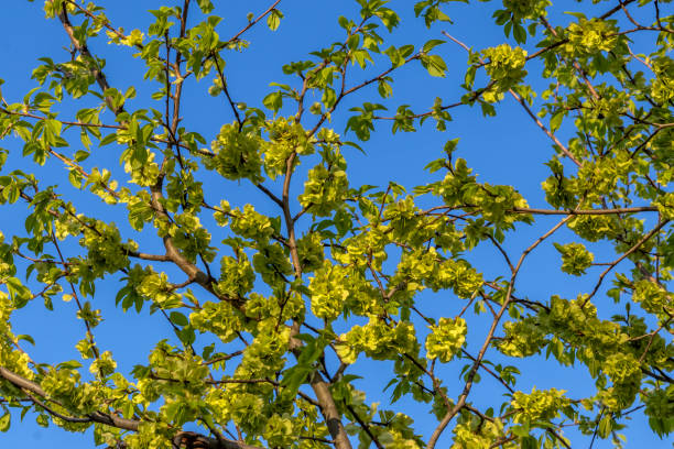 Lush emerald green fresh tender foliage on young tree in spring.  Against background of clear blue sky. Ulmus glabra Huds. Green flowers on elm tree in spring.  Wych elm, Scots elm. Topic - spring, awakening and renewal of nature. wych elm stock pictures, royalty-free photos & images