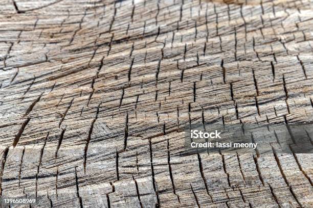 Texture Of Big Stump With Deep Cracks Closeup Saw Marks Are C Stock Photo - Download Image Now