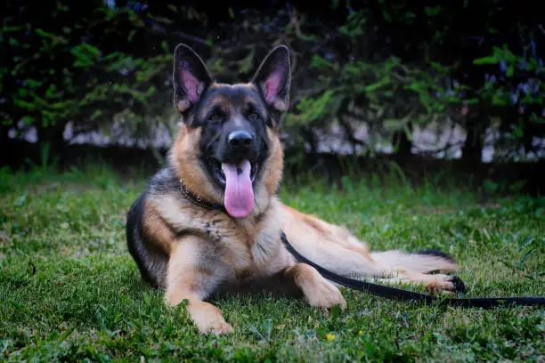 Photo of A German Shepherd dog rests on the green grass in summer
