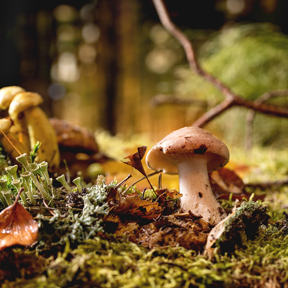 Fairy tale ambiance magical autumn forest background. Autumn leaves, moss, wild mushrooms, snail shell on fly agaric. Square image