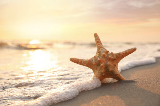 istock Beautiful sea star in sunlit sand at sunset, space for text 1396509250