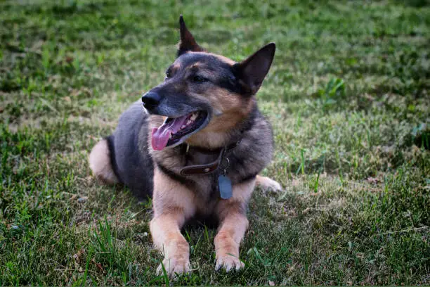 Photo of A German Shepherd dog rests on the green grass in summer