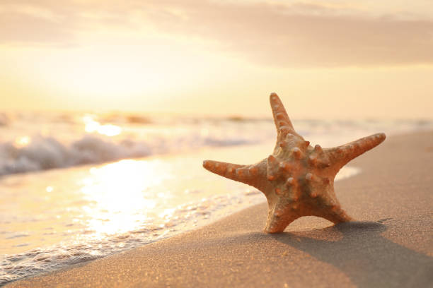 istock Beautiful sea star in sunlit sand at sunset, space for text 1396510133