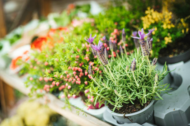 istock Flower shop close up. 1396510652