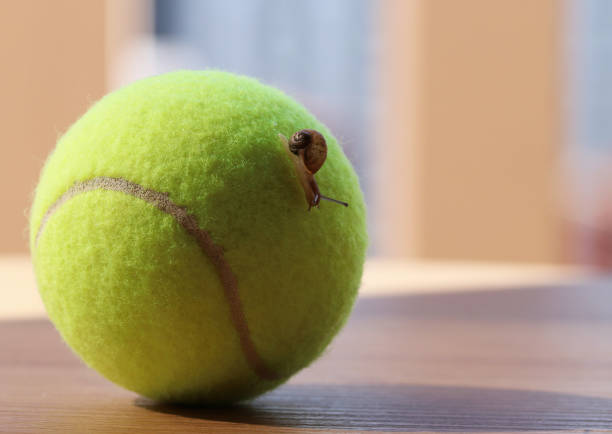 istock A snail slowly going down a tennis ball, slow ball 1396510738