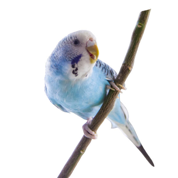istock A beautiful blue budgie sits without a cage on a plant.  Isolated on a white background. Tropical birds at home. 1396511848