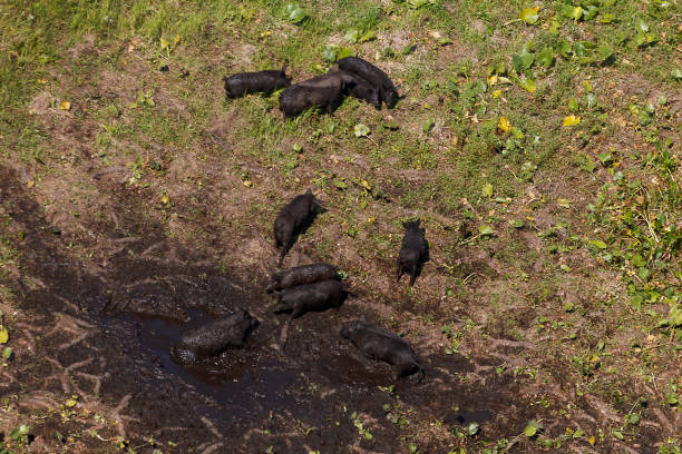 와일드 호그 - domestic pig animals in the wild wild boar hunting 뉴스 사진 이미지