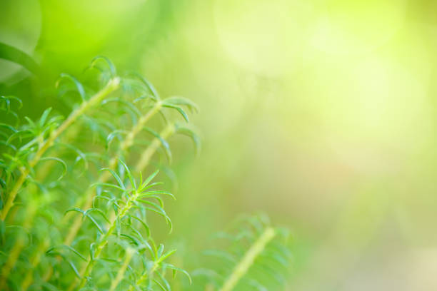 Beautiful nature view green leaf on blurred greenery background under sunlight with bokeh and copy space using as background natural plants landscape, ecology wallpaper concept.