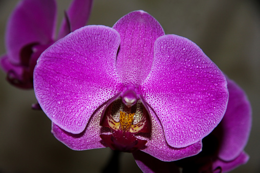 Purple phalaenopsis orchid flower, phalaenopsis Purple phalaenopsis flowers on the right. it is known as butterfly orchid. Selective focus. There is a place for your text.