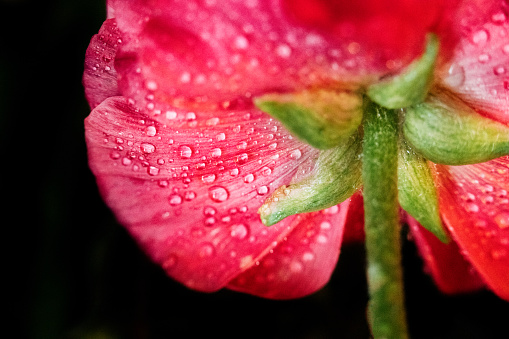 A cosmos flowers with raindrops flopped over during a rainstorm.
