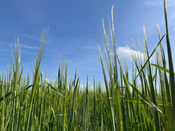 istock Spring barley with beautiful blue sky and clouds 1396513144