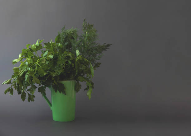 On a gray background, parsley with dill in a green circle is a place for text.