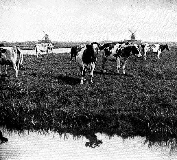 istock Herd of Cattle in the Rural Netherlands - 19th Century 1396514563