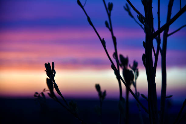 istock Red and blue evening sunset through the branches of trees 1396514950
