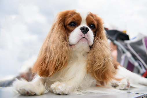 A Cavalier King Charles Spaniel dog is lying on a table standing outside against the background of the sky in the clouds. Close-up.