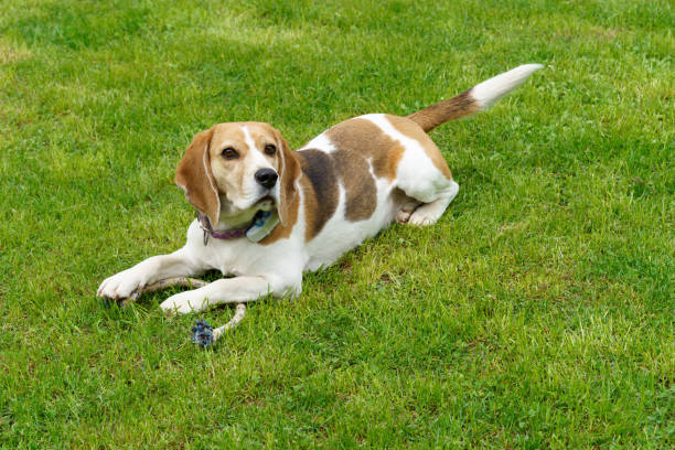 istock Cute tree color beagle lying down on green grass with toy 1396515775