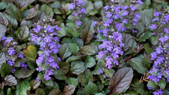 Beautiful blue and violet flowers of Ajuga genevensis also known as Geneva bugleweed. Plant with flowers.
