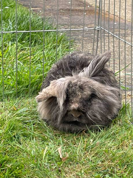istock Cute pet rabbits in a in a out door run 1396516023