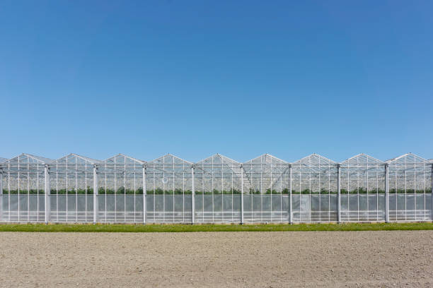 A row of greenhouses under a deep blue sky. Concept of industrial food production. Image with copy space.