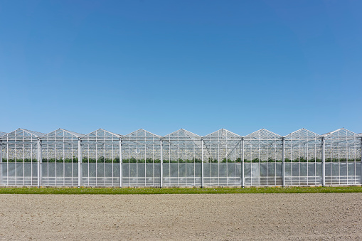 A row of greenhouses under a deep blue sky. Concept of industrial food production. Image with copy space.