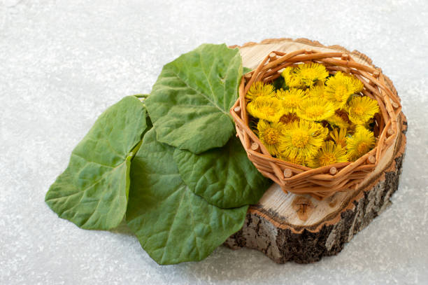 thumbnail image 2 of Grassroots Herb Supply Coltsfoot Leaf – Cut & Sifted (Tussilago Farfara), Food Grade 2 of 5
