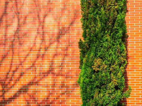 Shade of tree branches on a red brick façade with a cypress tree in front