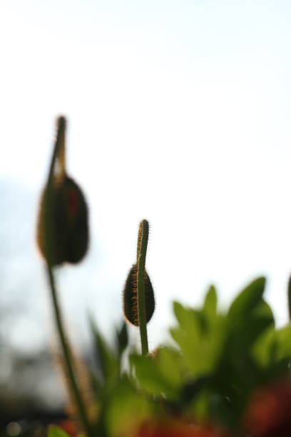ローアングルビュー。空に対するケシの芽。ピントが合っていない - poppy bud ストックフォトと画像
