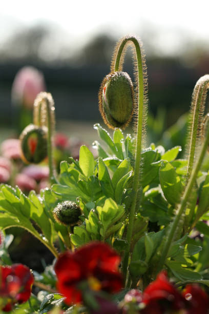 繊細なふわふわのケシのつぼみ。咲き始める - poppy bud ストックフォトと画像