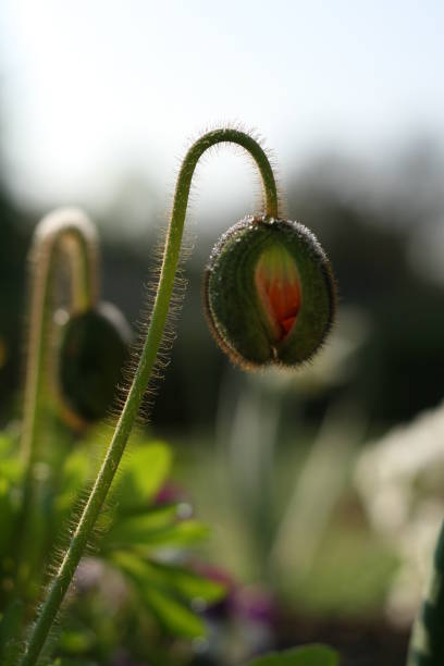 繊細なふわふわのケシのつぼみ。咲き始める - poppy bud ストックフォトと画像