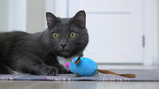 A funny gray cat plays with a toy in the form of a mouse, hunts on a toy lying on a rug. Favorite pets cats live with their owners as full members of the family.