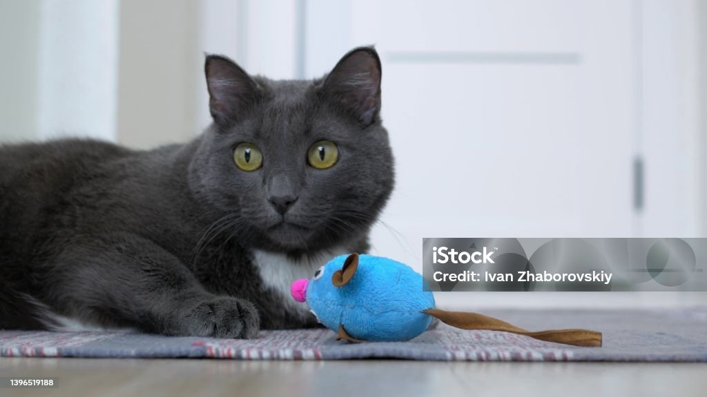 A funny gray cat plays with a toy in the form of a mouse, hunts on a toy lying on a rug. Favorite pets cats live with their owners as full members of the family. Domestic Cat Stock Photo