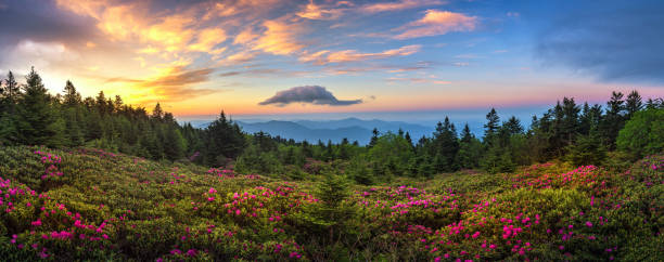Dawn view of blooming rhododendrons stock photo