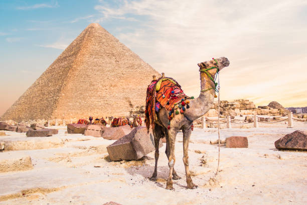 istock Camel against the background of the pyramids 1396519349