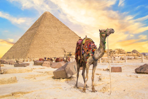 istock Camel against the background of the pyramids 1396519423