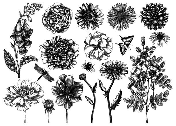 набор эскизов летних цветов - bee backgrounds chamomile plant fragility stock illustrations