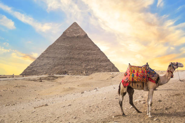istock Camel against the background of the pyramids 1396520168