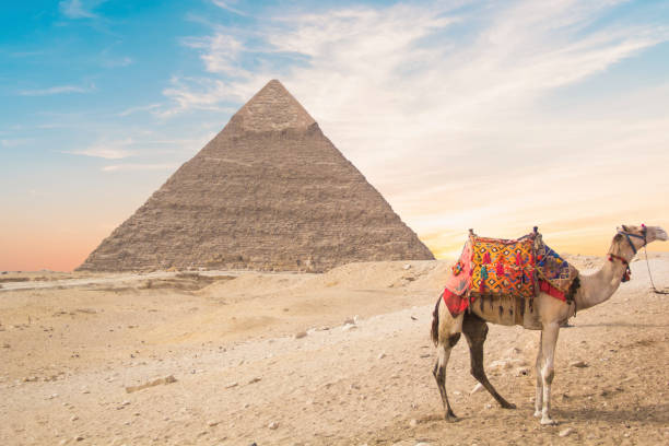 istock Camel against the background of the pyramids 1396520265