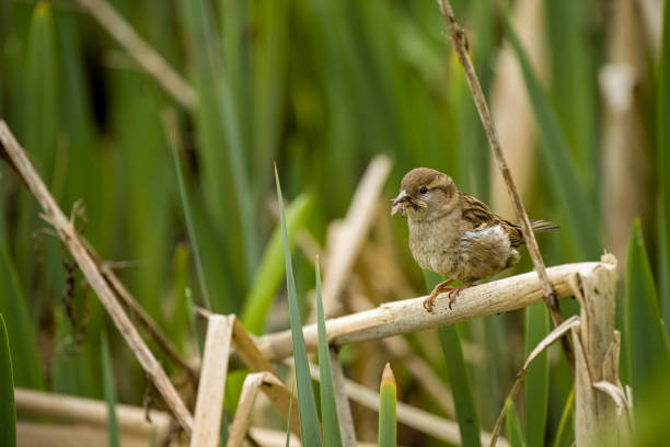 A single passerine house sparrow, Passer domesticus on a perch with flies in it's beak.