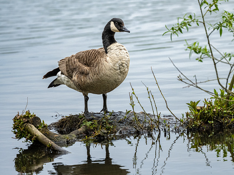A single isolated canada goose standing on a mud bank in a pond.