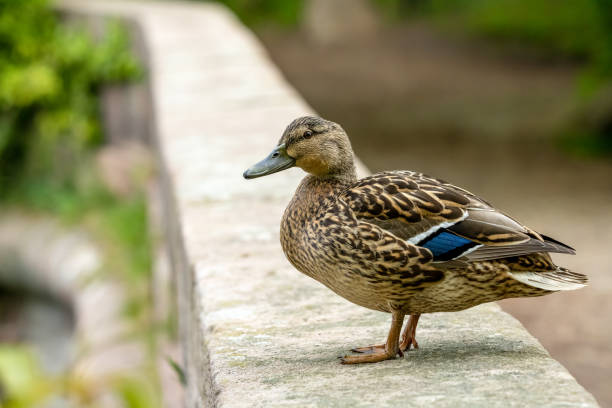 istock A female Mallard dabbling duck, Anas platyrhynchos standing on a wall. 1396520823