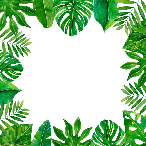 23,900+ Tropical Leaves Clip Art Stock Illustrations, Royalty-Free ...