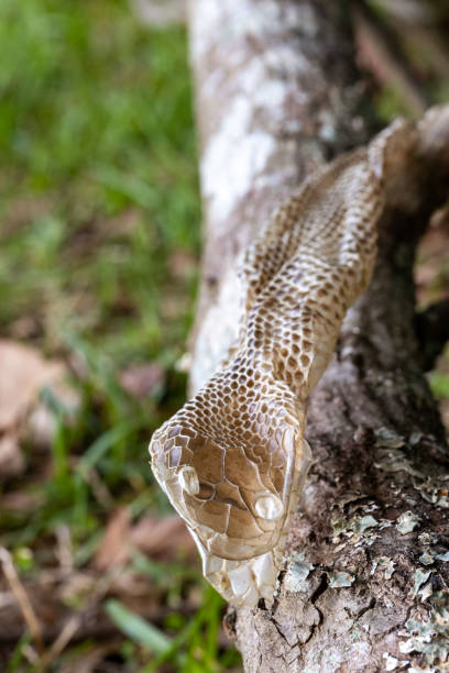 istock Shed snake skin found in nature 1396522061