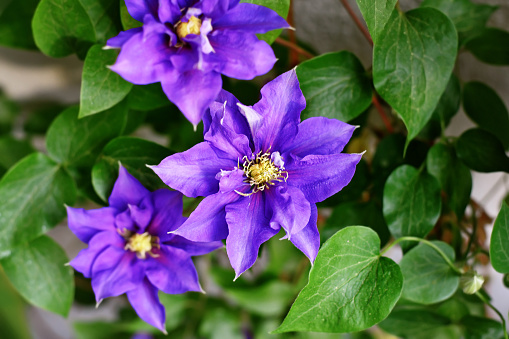 Purple blooming clematis garden hybrid flower