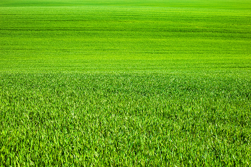 Wheat fields under a clear blue sky