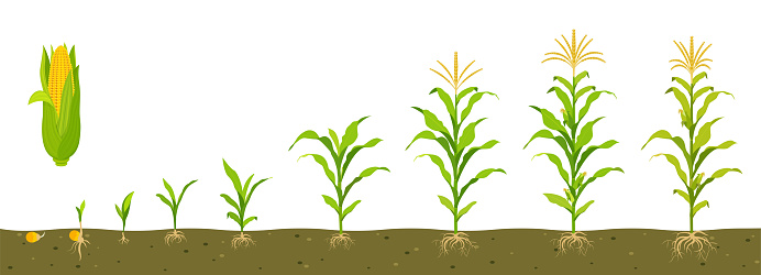 Growth cycle of sweet corn in soil with development of root system.
