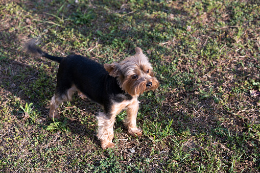 Small cute Yorkshire terrier dog standing on the grass in garden.